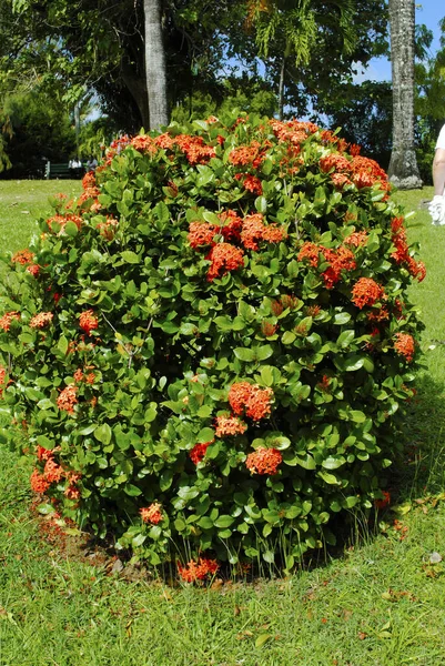 Arbusto Enano Ixora Roja Nombre Latino Ixora Taiwanensis —  Fotos de Stock