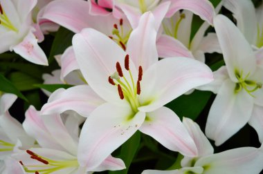 Bahçede yetişen Lilium Labrador Pembe çiçekleri