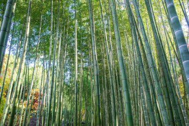Arashiyama Bambu Korusu ya da Sagano Bambu Ormanı, doğal bir ormandır.