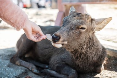 Nara Parkı ve Todaiji Tapınağı çevresinde geyik besleyen bir turist. Asya 