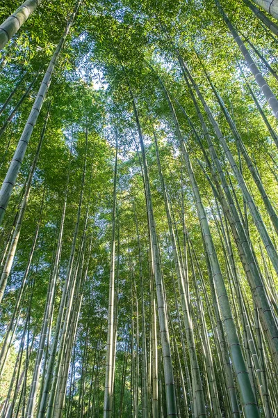 Arashiyama Bambu Korusu ya da Sagano Bambu Ormanı, doğal bir ormandır.