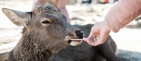 Toeristen voeden Herten rond Nara park en Todaiji tempel. Aziatisch — Stockfoto