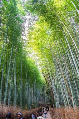 Arashiyama Bambu Korusu ya da Sagano Bambu Ormanı, doğal bir ormandır.