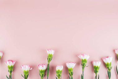 Pembe arka planda karanfil çiçeği ve metin için kopyalama alanı. Dikkat.