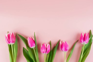 Mavi ahşap masa üzerinde fotokopi alanı olan pembe lale çiçeği. 