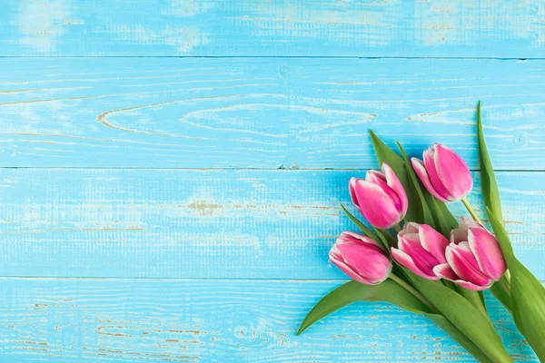 Rosa tulpan blomma på blå trä bord bakgrund med kopia utrymme — Stockfoto