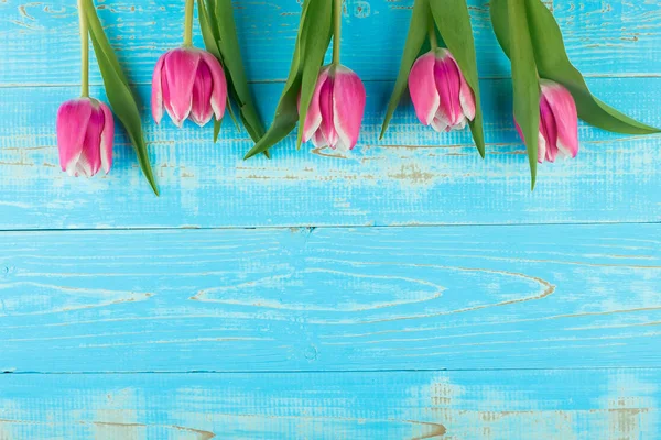 Rosa tulpan blomma på blå trä bord bakgrund med kopia utrymme — Stockfoto