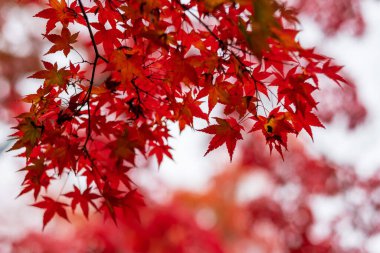Metin için kopyalama alanı olan bahçede sonbahar yaprakları mevsim değişimi için doğal arka plan ve renkli yeşillik konsepti
