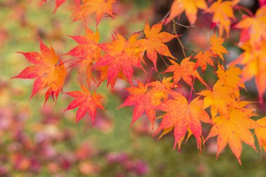 Metin için kopyalama alanı olan bahçede sonbahar yaprakları mevsim değişimi için doğal arka plan ve renkli yeşillik konsepti