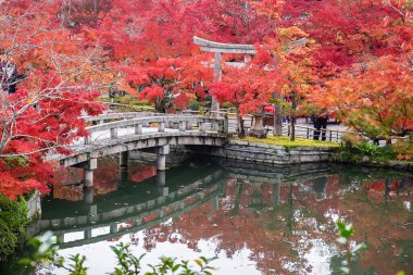 Eikando Tapınağı 'nda renkli yapraklarla dolu bir gölet, sonbahar yeşillik mevsiminde güzel bir doğa bahçesi, Kyoto, Kansai, Japonya' da turistik yerleriyle ünlü bir yer.