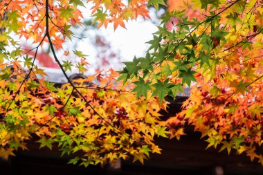 Bahçedeki akçaağaç yaprakları metin için kopyalama alanı, sonbahar mevsimi için doğal arka plan ve renkli renkli renkli yeşillik kavramı