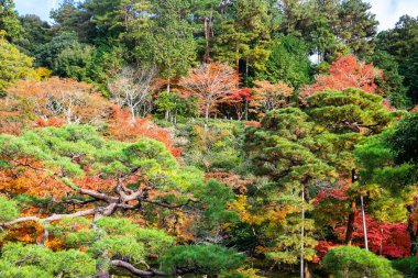 Ginkakuji Tapınağı 'ndaki güzel manzaralı bahçe ya da sonbahar yeşillik mevsiminde Silver Pavilion bölgesi, bir dönüm noktası ve turistik yerleriyle ünlüdür. Kyoto, Japonya, 25 Kasım 2019