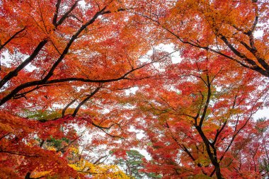 Bahçedeki akçaağaç yaprakları metin için kopyalama alanı, sonbahar mevsimi için doğal arka plan ve renkli renkli renkli yeşillik kavramı