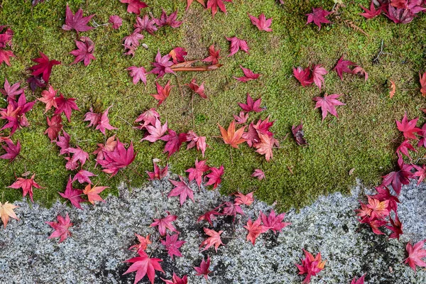 Dried maple leaves on green ground, Falling autumn leaves in the garden with copy space for text, natural background for season change and vibrant colorful foliage concept