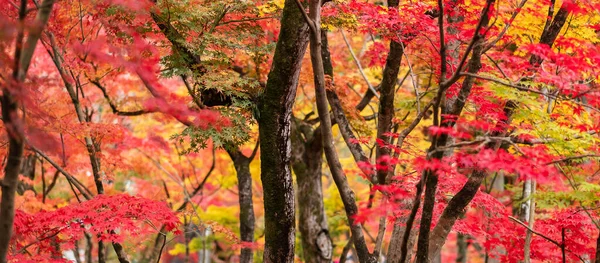 テキストのためのコピースペース 秋の季節の自然背景 鮮やかな紅葉のコンセプトを持つ庭のカエデの葉 — ストック写真
