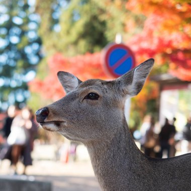 Nara Parkı ve Todaiji Tapınağı 'nın etrafındaki geyik. Osaka yakınlarındaki Nara 'da Asyalı gezgin ziyareti. Japonya turistler için önemli ve popüler bir yerdir. Asya seyahat kavramı