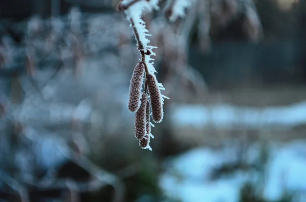 Branch covered in ice cold white frost in the winter. first frosts, cold weather, frozen water, frost — 스톡 사진