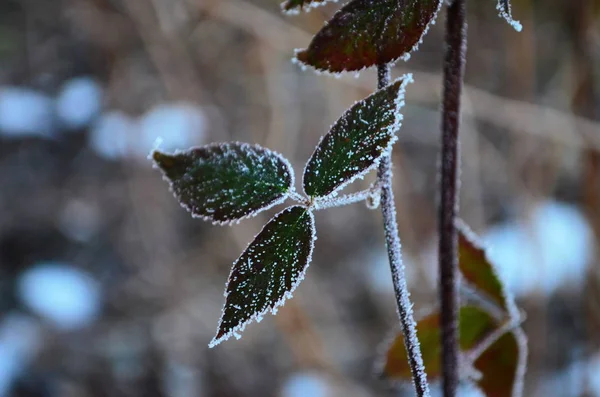 Branche couverte de givre blanc froid en hiver. premières gelées, temps froid, eau gelée, gel — Photo