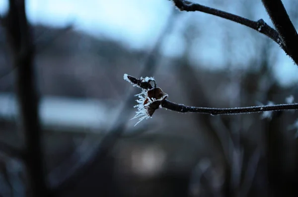 Větvička pokrytá v zimě ledově bílým mrazem. první mrazy, chladno, zamrzlá voda, mráz — Stock fotografie