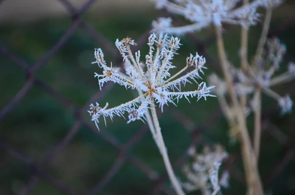 Zweig, der im Winter mit eiskaltem, weißem Frost bedeckt ist. erste Fröste, Kälte, gefrorenes Wasser, Frost — Stockfoto