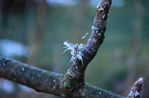 Branche couverte de givre blanc froid en hiver. premières gelées, temps froid, eau gelée, gel — Photo