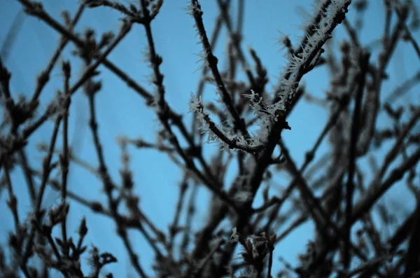Filial täckt av iskall vit frost på vintern. frost, kallt väder, fruset vatten, frost — Stockfoto