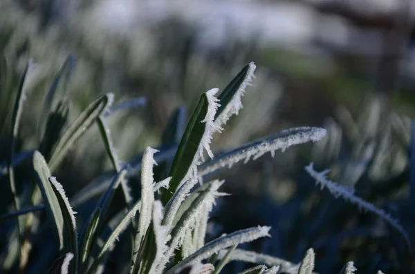 Gałąź pokryta lodowatym białym mrozem w zimie. pierwsze mrozy, zimna pogoda, mroźna woda, mróz — Zdjęcie stockowe
