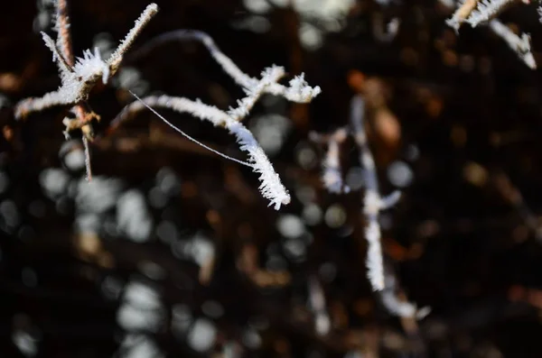Ramo coberto de gelo frio geada branca no inverno. primeiras geadas, tempo frio, água congelada, geada — Fotografia de Stock