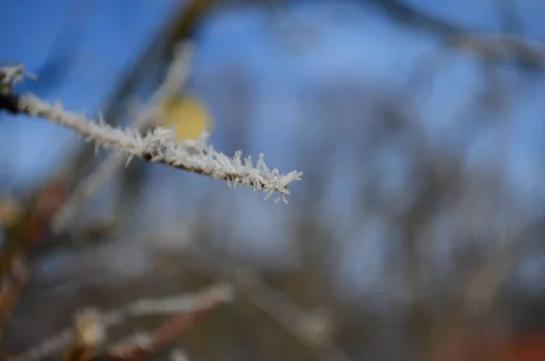 Branch covered in ice cold white frost in the winter. first frosts, cold weather, frozen water, frost — 스톡 사진
