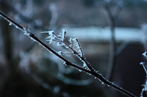 Rama cubierta de hielo helada blanca en el invierno. primeras heladas, tiempo frío, agua helada, heladas — Foto de Stock