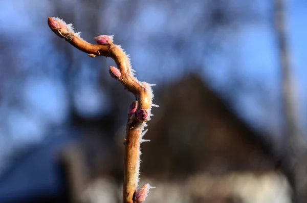 Branch covered in ice cold white frost in the winter. first frosts, cold weather, frozen water, frost — 스톡 사진