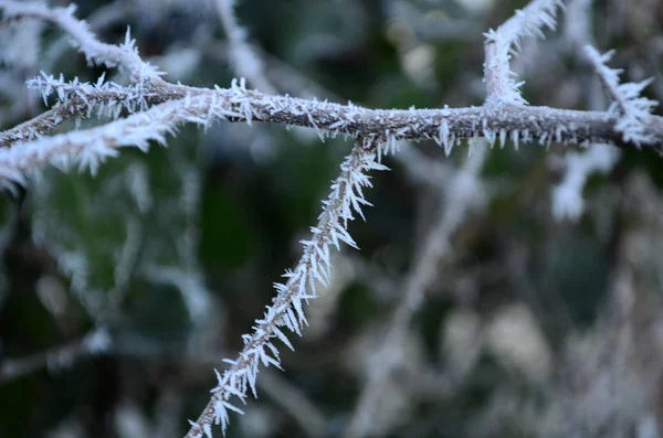 Branch covered in ice cold white frost in the winter. first frosts, cold weather, frozen water, frost — 스톡 사진