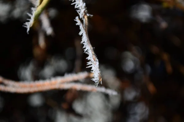 Zweig, der im Winter mit eiskaltem, weißem Frost bedeckt ist. erste Fröste, Kälte, gefrorenes Wasser, Frost — Stockfoto
