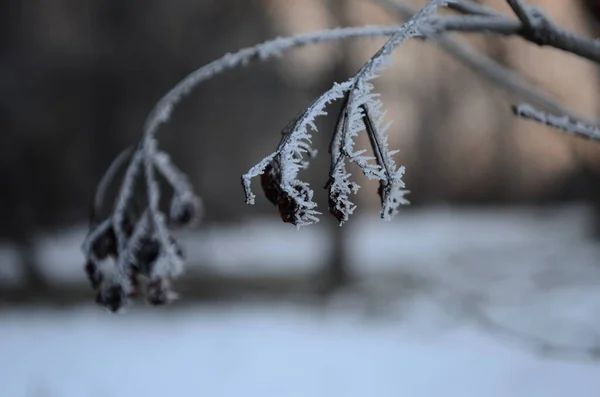 Ветка покрыта ледяным холодным белым морозом зимой. первые морозы, холодная погода, замерзшая вода, мороз — стоковое фото
