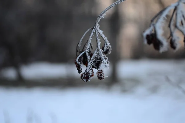 Branch covered in ice cold white frost in the winter. first frosts, cold weather, frozen water, frost — 스톡 사진