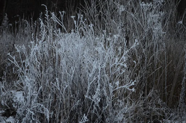 Gałąź pokryta lodowatym białym mrozem w zimie. pierwsze mrozy, zimna pogoda, mroźna woda, mróz — Zdjęcie stockowe