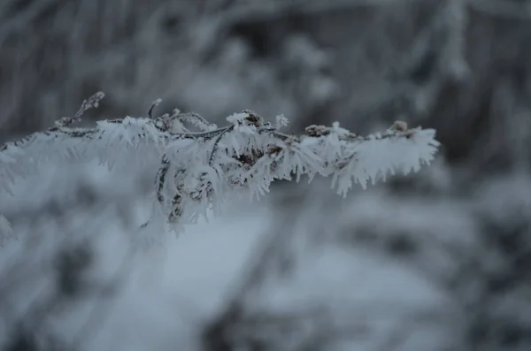 Branch covered in ice cold white frost in the winter. first frosts, cold weather, frozen water, frost — 스톡 사진