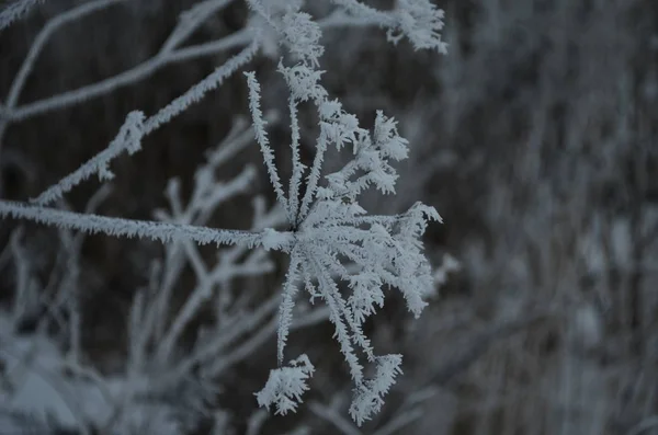 Branch covered in ice cold white frost in the winter. first frosts, cold weather, frozen water, frost — 스톡 사진