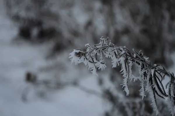 Zweig, der im Winter mit eiskaltem, weißem Frost bedeckt ist. erste Fröste, Kälte, gefrorenes Wasser, Frost — Stockfoto