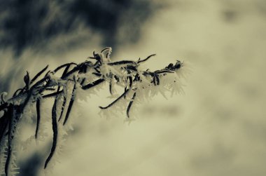 Kışın, buz gibi beyaz buzla kaplanmış bir dal. İlk buzlar, soğuk hava, donmuş su, buz.