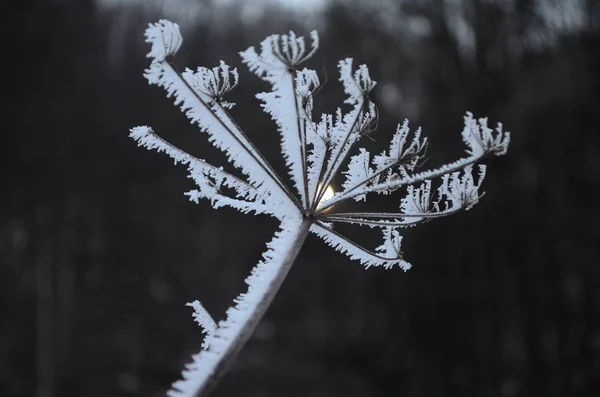Větvička pokrytá v zimě ledově bílým mrazem. první mrazy, chladno, zamrzlá voda, mráz — Stock fotografie