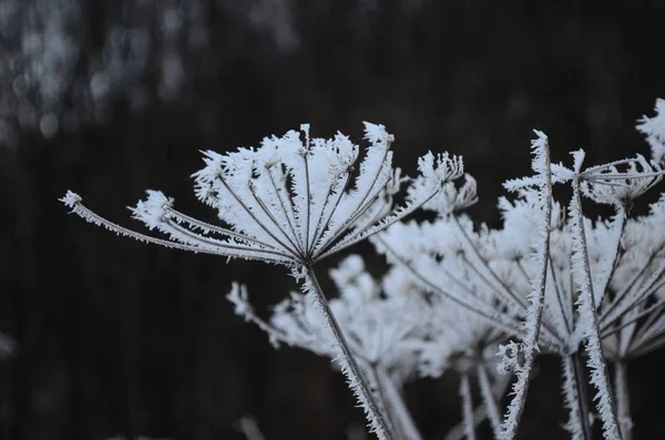 Větvička pokrytá v zimě ledově bílým mrazem. první mrazy, chladno, zamrzlá voda, mráz — Stock fotografie