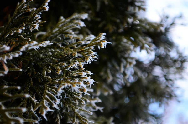 Branch covered in ice cold white frost in the winter. first frosts, cold weather, frozen water, frost — 스톡 사진