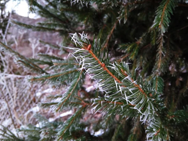 Branch covered in ice cold white frost in the winter. first frosts, cold weather, frozen water, frost — Stock Photo, Image