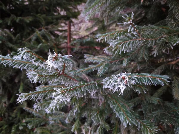 Branch covered in ice cold white frost in the winter. first frosts, cold weather, frozen water, frost — Stock Photo, Image