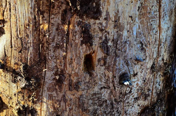 Le bois de pin érodé dans les trous de ver souffre d'une infection par le scolyte — Photo