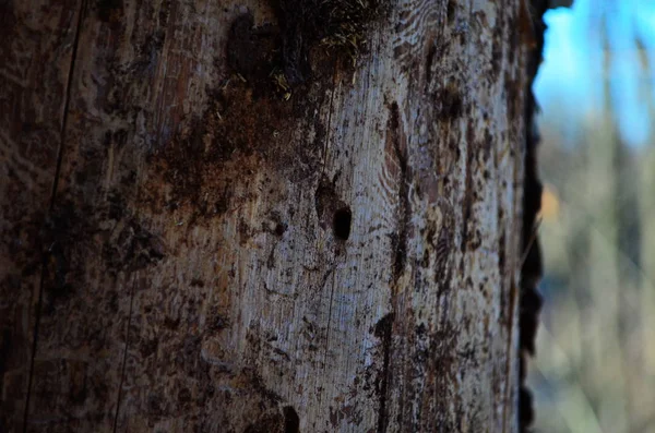 Madera de pino erosionada en agujeros de gusano sufre de infección de escarabajo de corteza — Foto de Stock