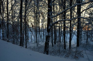 Dağlarda kar ve karla kaplı ağaçlar