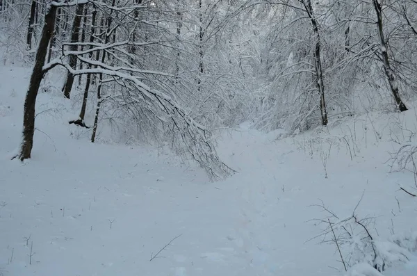 Árvores cobertas com geada e neve nas montanhas — Fotografia de Stock