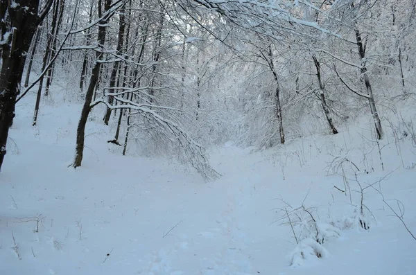 Bäume mit Raureif und Schnee in den Bergen bedeckt — Stockfoto